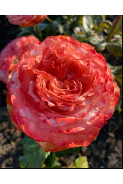 Троянда чайно-гібридна Кахала у повному цвіті